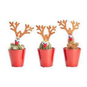 Cactus en pot rennes 5,5 cm