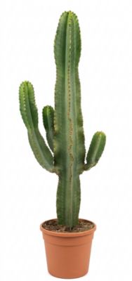 Cactus euphorbia candelabrum Def Papelard - pot
