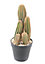 Cactus finger X artificiel h.28 cm