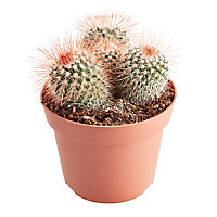 Cactus mammillaire à fleurs 12cm