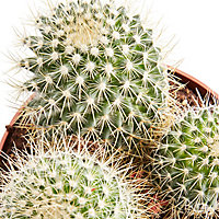 Cactus mammillaire à fleurs 12cm