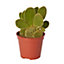 Cactus oreilles de lapin 12cm