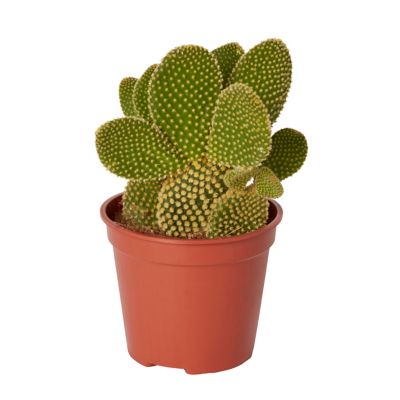 Cactus oreilles de lapin 12cm Castorama