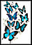 Cadre vitrine Papillons 50 x 70 cm