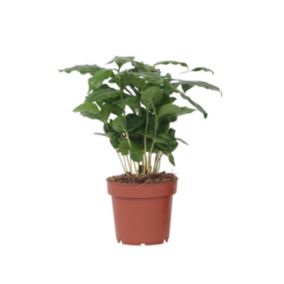 Caféier - Coffea arabica - Hauteur 25-40cm - Pot 12cm