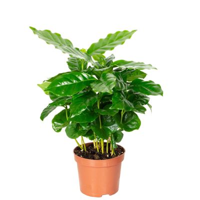 Caféier d'Arabie - plante d'intérieur facile d'entretien, Coffea Arabica - hauteur env. 15-20 cm, pot-diam. 9 cm