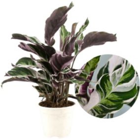 Calathea 'Blanc Fusion' - Purificateur d'air - Pot 14cm - Hauteur 30-40cm