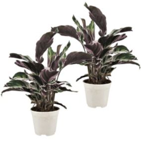 Calathea 'Blanc Fusion' - Set de 2 - Exotique - Pot 14cm - Hauteur 30-40cm