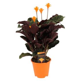 Calathea Crocata - Purificateur d'air - Pot 14cm - Hauteur 40-50cm