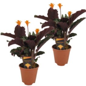 Calathea Crocata - Set de 2 - Purificateur d'air - Pot 14cm - Hauteur 40-50cm