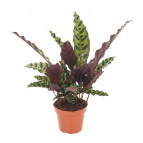 Calathea Insignis - Marantaceae - Pot 12cm - Hauteur 30-40cm