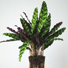 Calathea Insignis - Set de 2 - Marantaceae - Pot 12cm - Hauteur 30-40cm