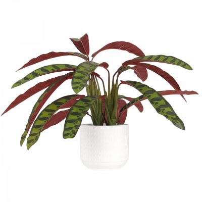 Calathea lancifolia artificiel 55cm