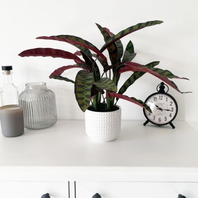 Calathea lancifolia artificiel 55cm