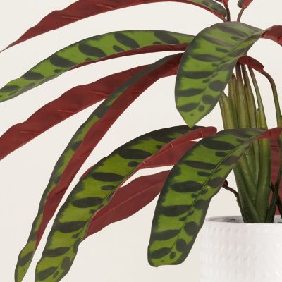 Calathea lancifolia artificiel 55cm