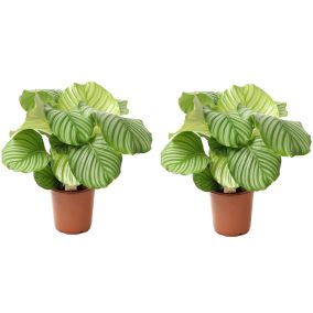 Calathea Orbifolia - Set de 2 - Plante paon - Pot 21cm - Hauteur 55-60cm