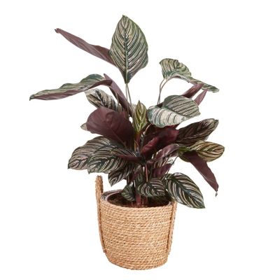 Calathéa ornata pot naturel 19cm