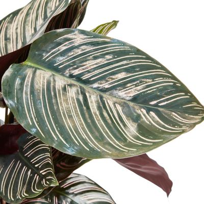Calathéa ornata pot naturel 19cm