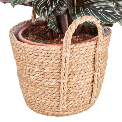 Calathéa ornata pot naturel 19cm
