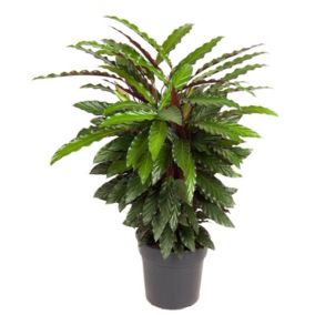 Calathea Wavestar XL - Calathée - Plante d'intérieur - Pot27cm - Hauteur 85-95cm