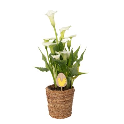 Calla Ruby - Arum - Blanc - Hauteur 30-40cm - Pot 12cm