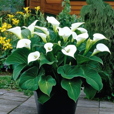 Calla Ruby - Arum - Blanc - Hauteur 30-40cm - Pot 12cm