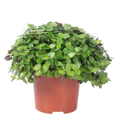 Callisie rampante - plante d'intérieur facile d'entretien, Callisia repens Turtle "Smit Eden Elegance"" - hauteur env. 15 cm