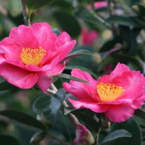 Camélia d'automne - Camellia Sasanqua  - 50-60 cm pot