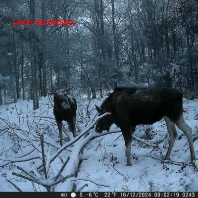 Caméra de chasse camouflage 4K NEDIS