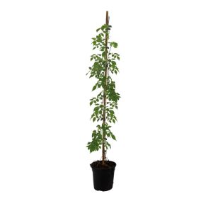 Campsis 'Mme Galen' XL - Jardin - Plante grimpante - 17 cm - Hauteur 110-120 cm