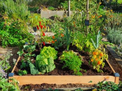 Carré Potager Douglas Premium 126 x 126 x 14 cm Mon Petit Potager