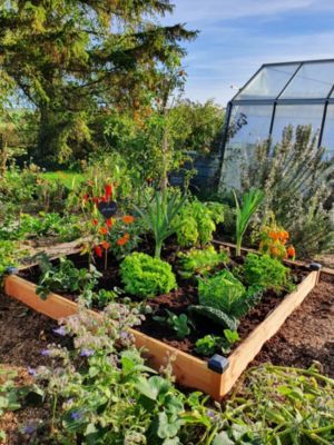 Carré Potager Douglas Premium 126 x 126 x 14 cm Mon Petit Potager