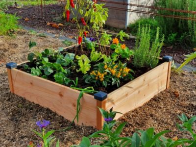 Carré potager Douglas premium Haut 82X82X26 cm Mon Petit Potager