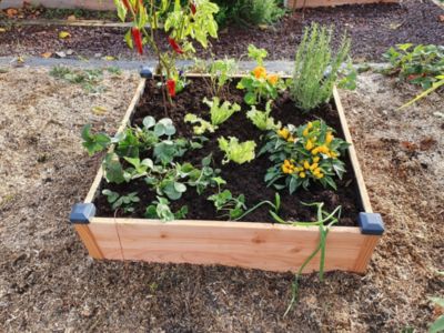 Carré potager Douglas premium Haut 82X82X26 cm Mon Petit Potager