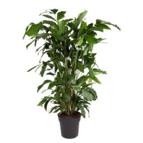 Caryota mitis - Plante d'intérieur verte - Pot 27cm - Hauteur 120-130cm