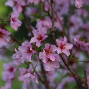 Cerisier du Japon 'Ruby' - Prunus nipponica 'Ruby'  - 60-80 cm pot