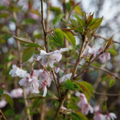 Cerisier à fleurs d'automne - Prunus subhirtella 'Autumnalis Rosea'  - 60-80 cm pot