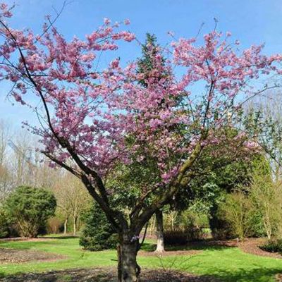 Cerisier à fleurs d'automne - Prunus subhirtella 'Autumnalis Rosea'  - 60-80 cm pot
