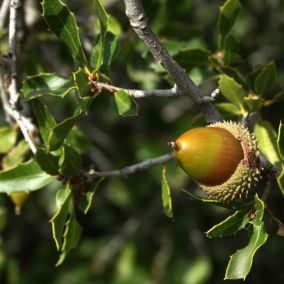 Chêne vert - Arbuste - Quercus Ilex  - 100-125 cm pot