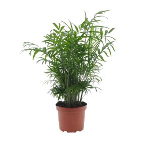 Chamaedorea elegans - Palmier de salon - Pot de 17cm - Hauteur de 50-60cm