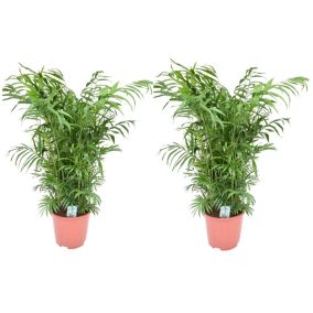 Chamaedorea elegans - Set de 2 - Palma - Maceta de 20cm - Altura de 80-90cm