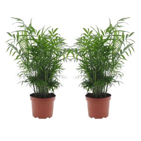 Chamaedorea elegans - Set de 2 - Pot de 17cm - Hauteur de 50-60cm