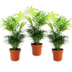 Chamaedorea elegans - Set de 3 - Palmiers nains - Top 12cm - Hauteur 30-40cm