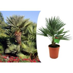 Chamaerops Humilis - Lot de 2 - Palmiers de jardin - Pot 21cm - Hauteur 70-80cm