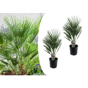 Chamaerops Humilis - Set de 2 - Palmier - Pot 15cm - Hauteur 50-60cm