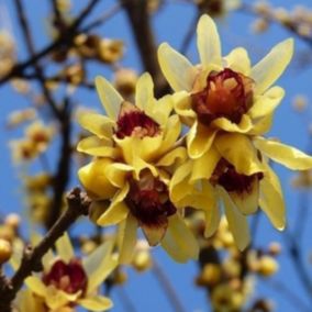 Chimonanthe précoce - Chimonanthus Praecox  - 60-80 cm pot