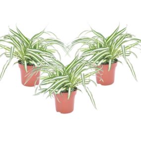 Chlorophytum comosum 'Atlantique' - Set de 3 - Pot 12cm - Hauteur 25-40cm