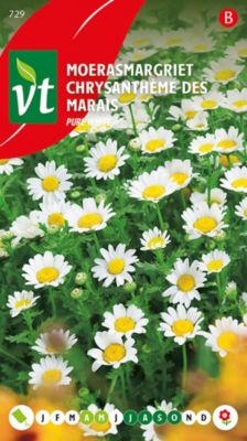 Chrysanthème Des Marais Pure White - Ca. 0,5 gr