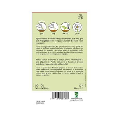 Chrysanthème Des Marais Pure White - Ca. 0,5 gr