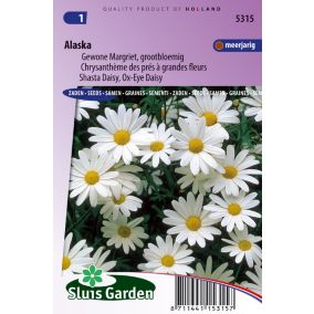 Chrysanthème des prés à grande flleurs Alaska - Graines De Fleurs Vivaces - Ca. 0,4 g